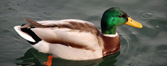 Canard.jpg