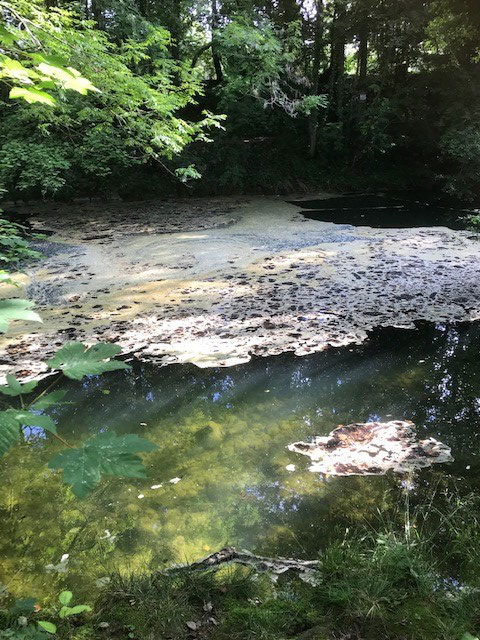 Cyanobactéries à l'embouchur de l'Areuse, été 2020