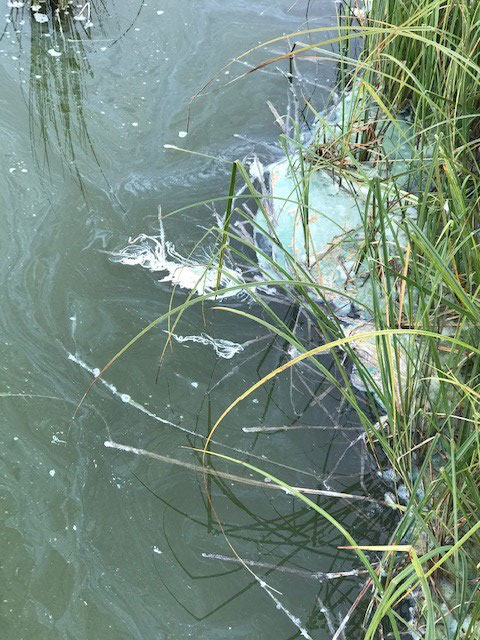 Cyanobactéries au Lac des Taillères en automne 2020