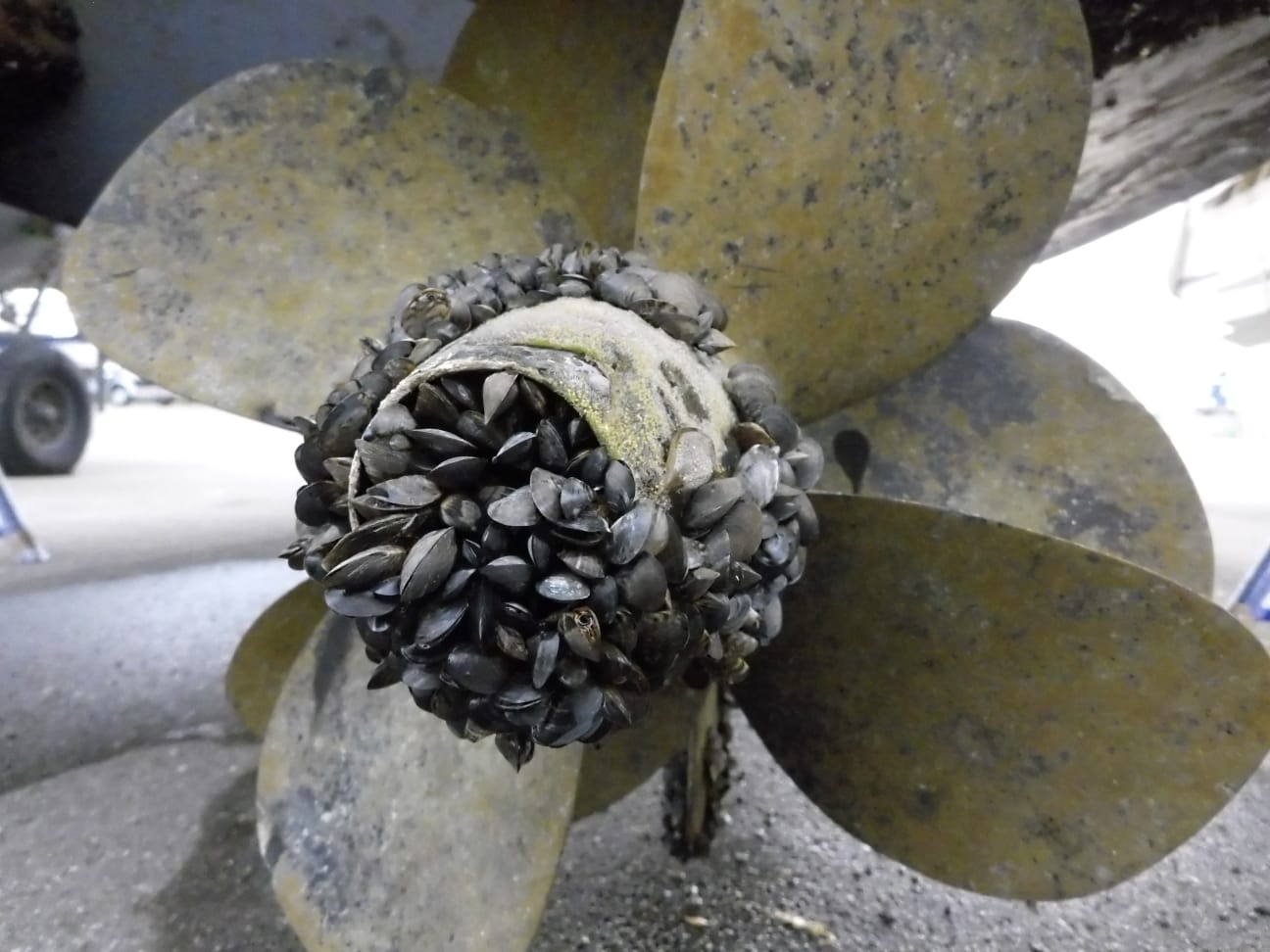 Moteur de bateau colonisé par les moules quaggas