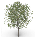 tree_model_det.png