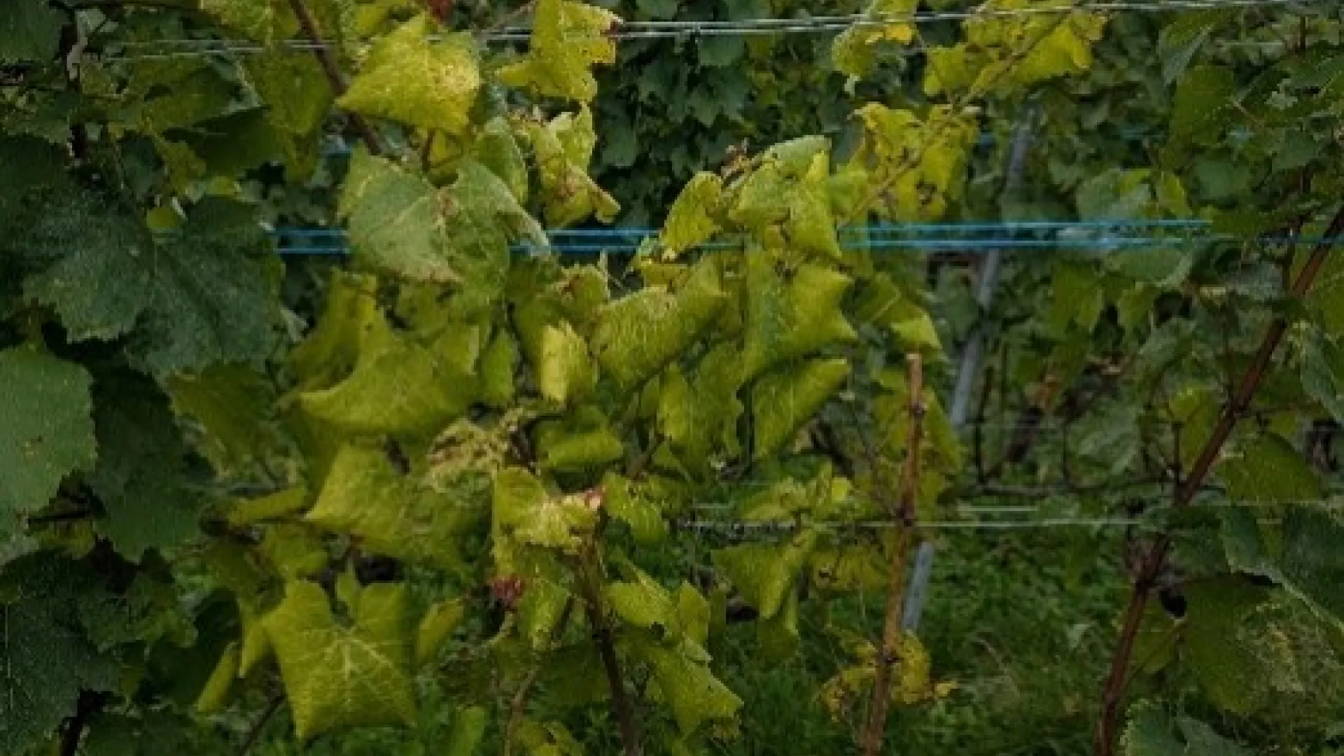 Flavescence feuilles