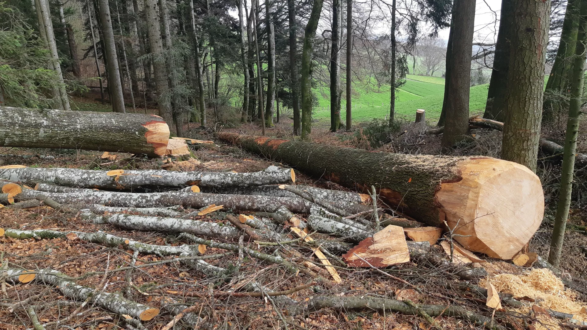 Photo d'un parterre de coupe présentant des arbres fraîchement abattus puis façonnés. Les troncs ont été ébranchés puis débités.