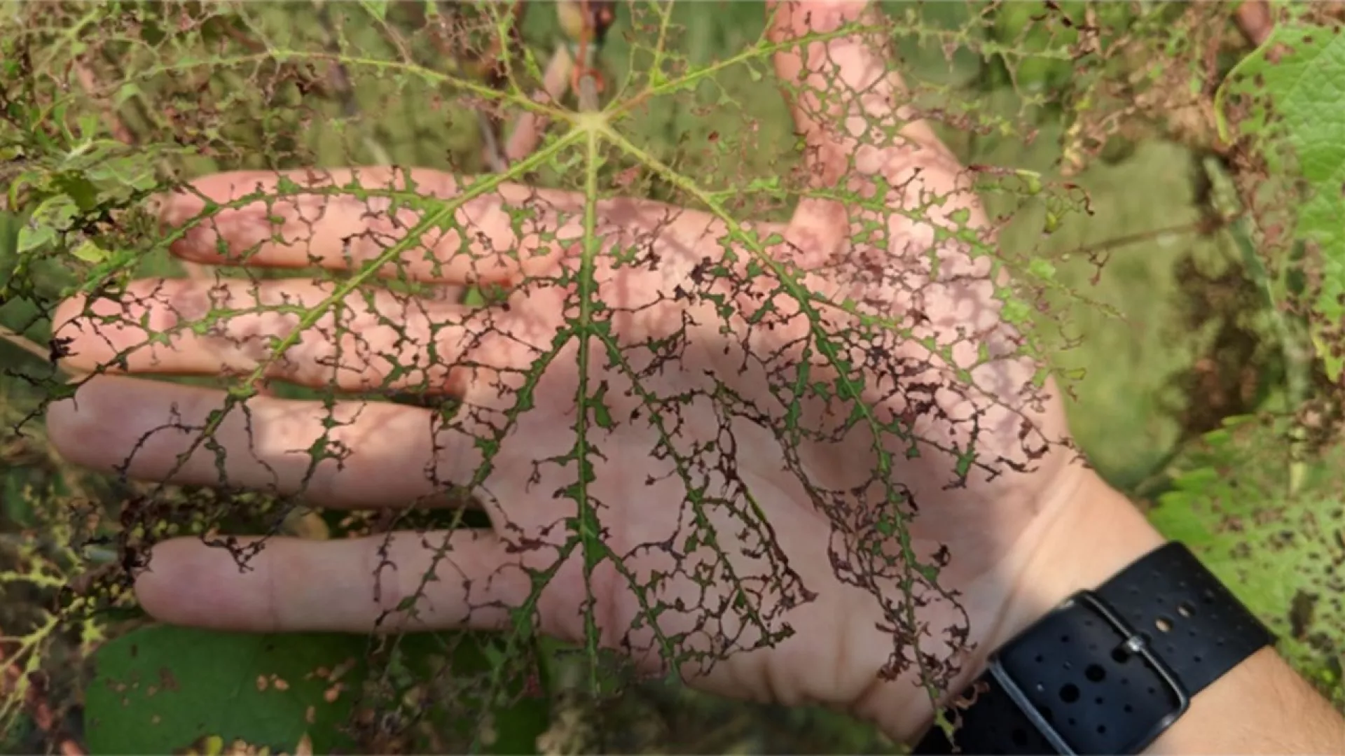 Dégats sur une feuille