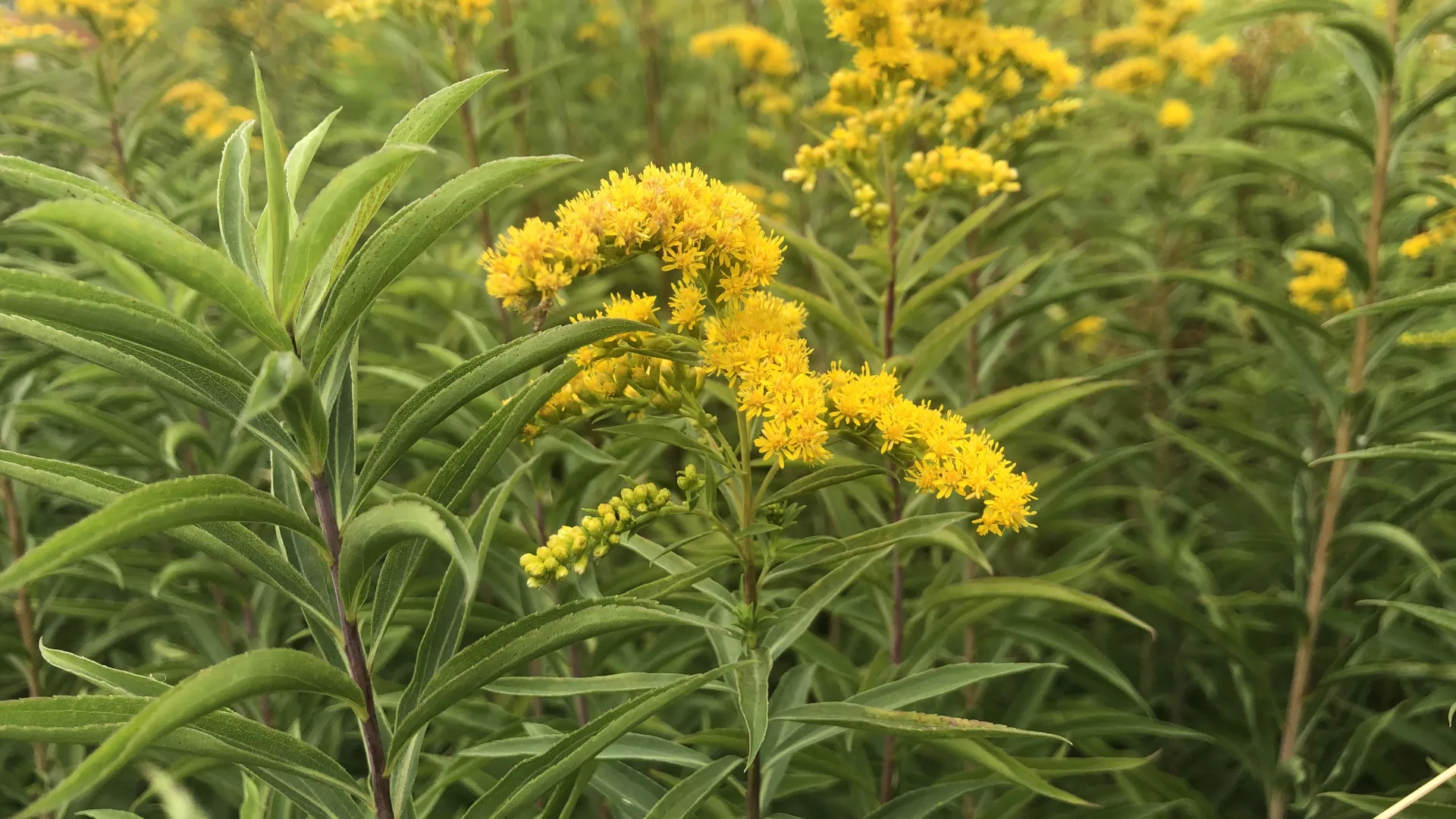 Photo de solidage du Canada