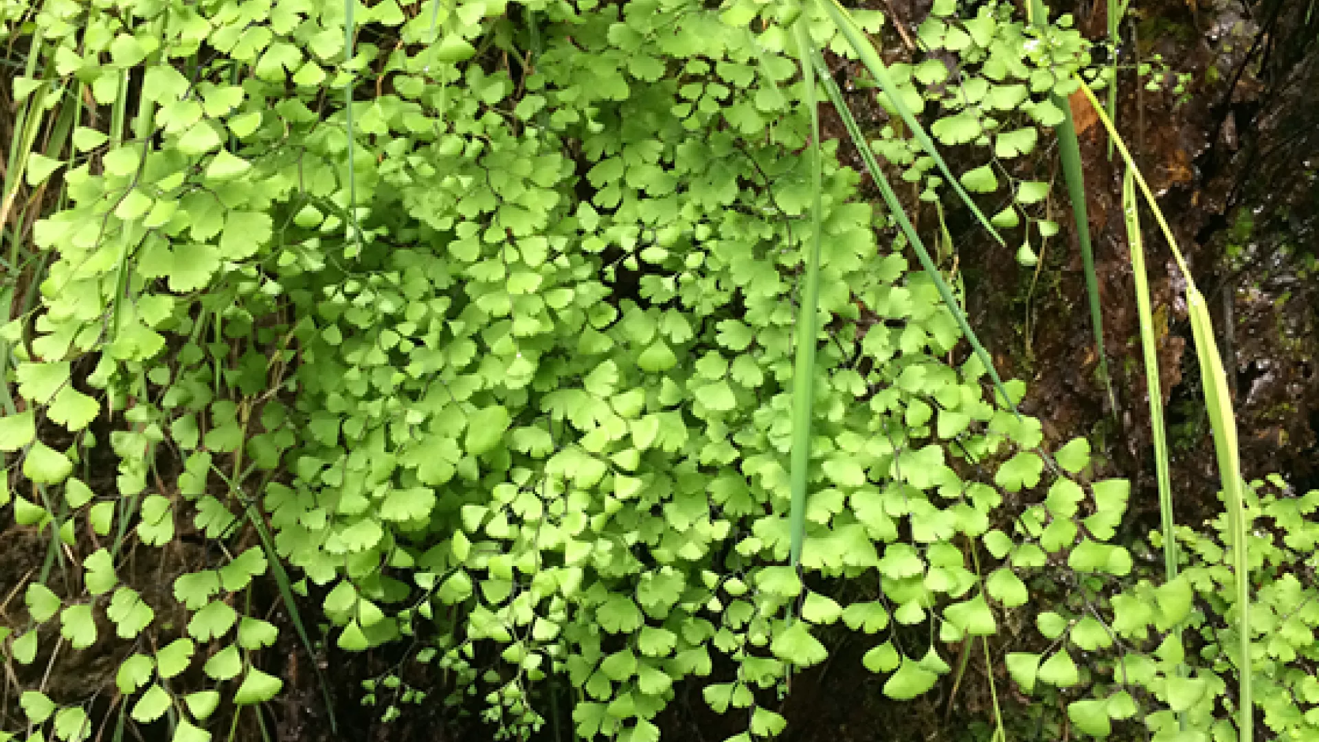 Fougère appelée Cheveu de Vénus