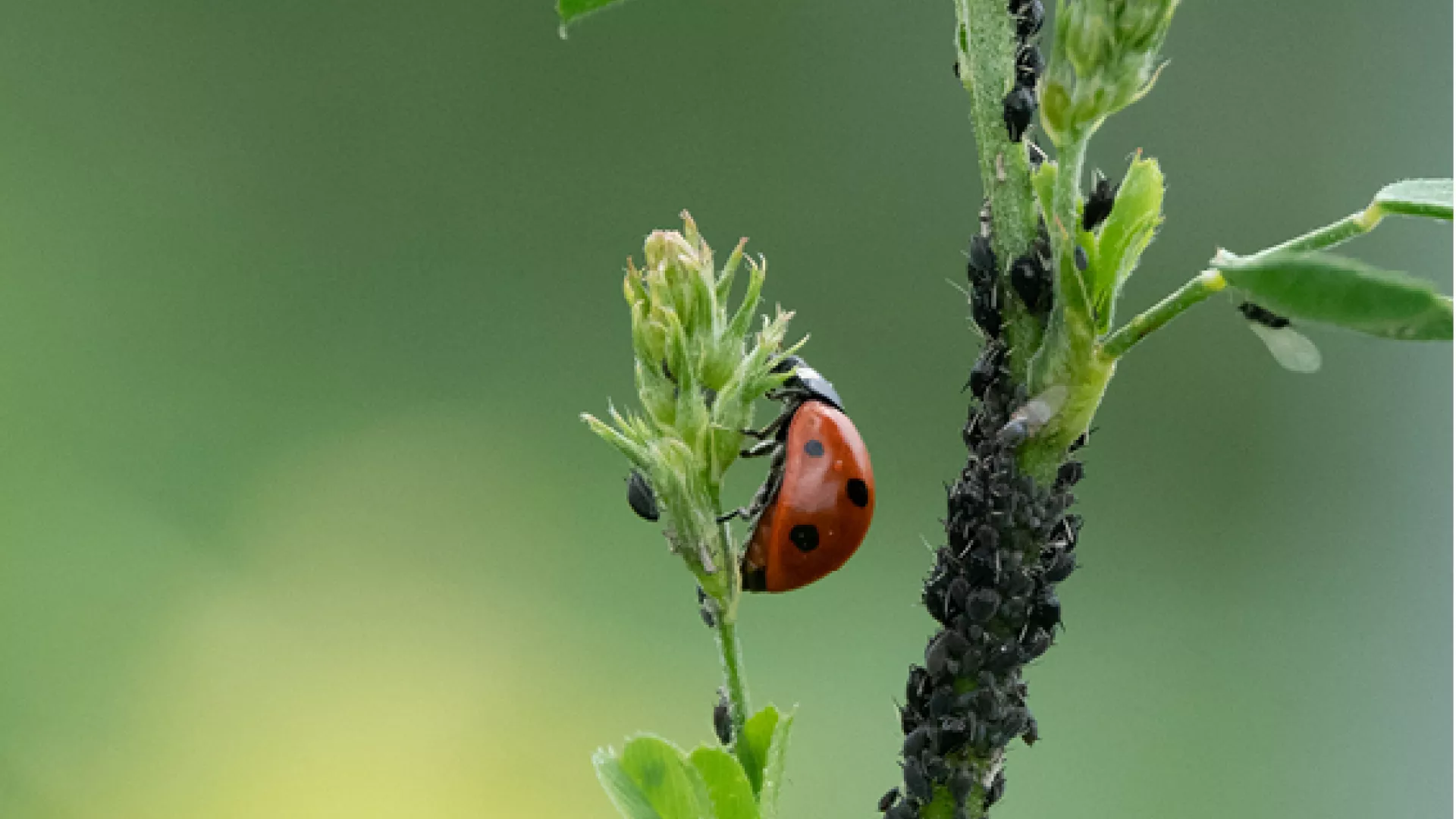 Coccinelle