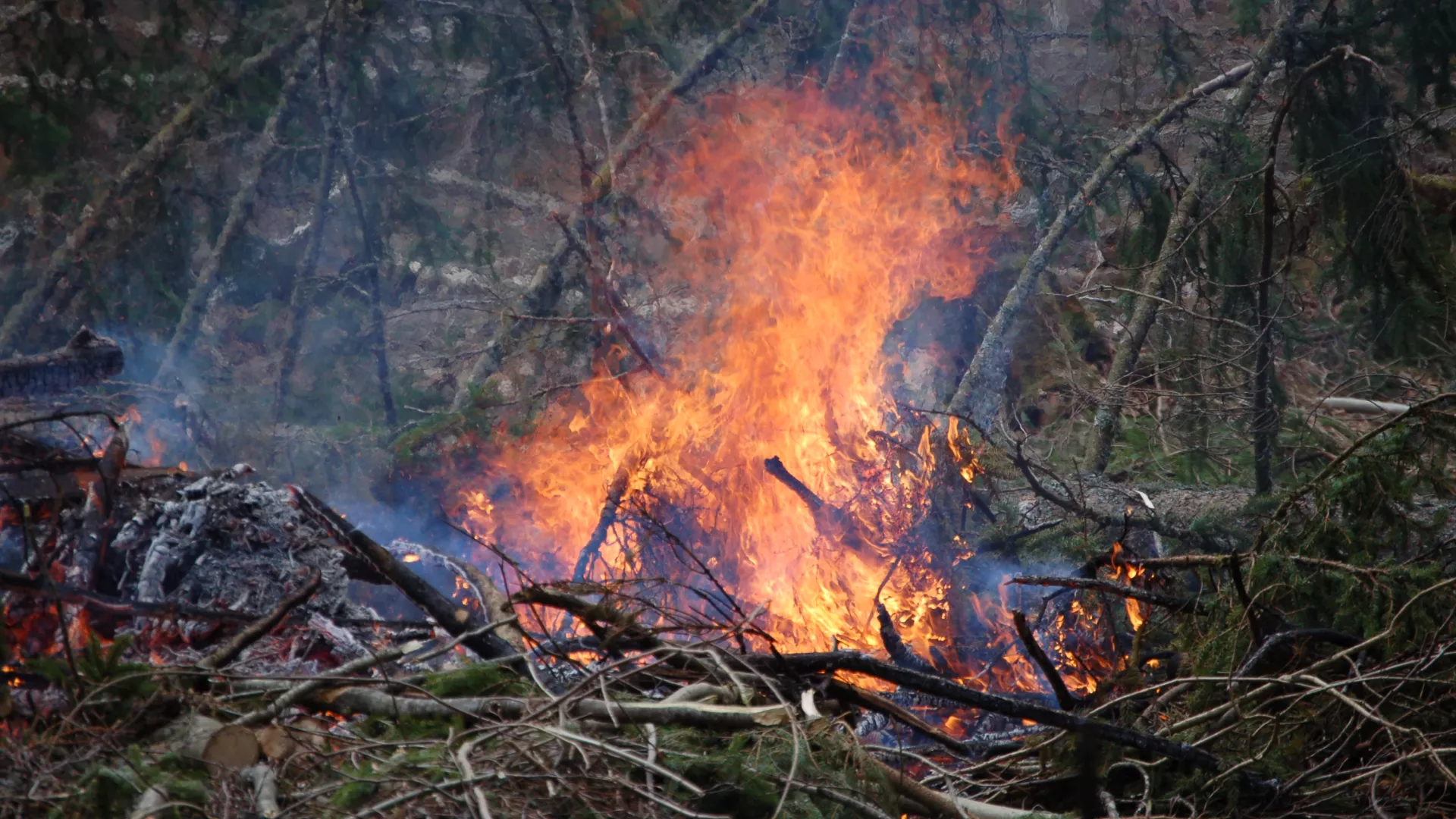 Tas de branches embrasé. De grandes flammes se dégagent et laissent des cendres derrière elles.