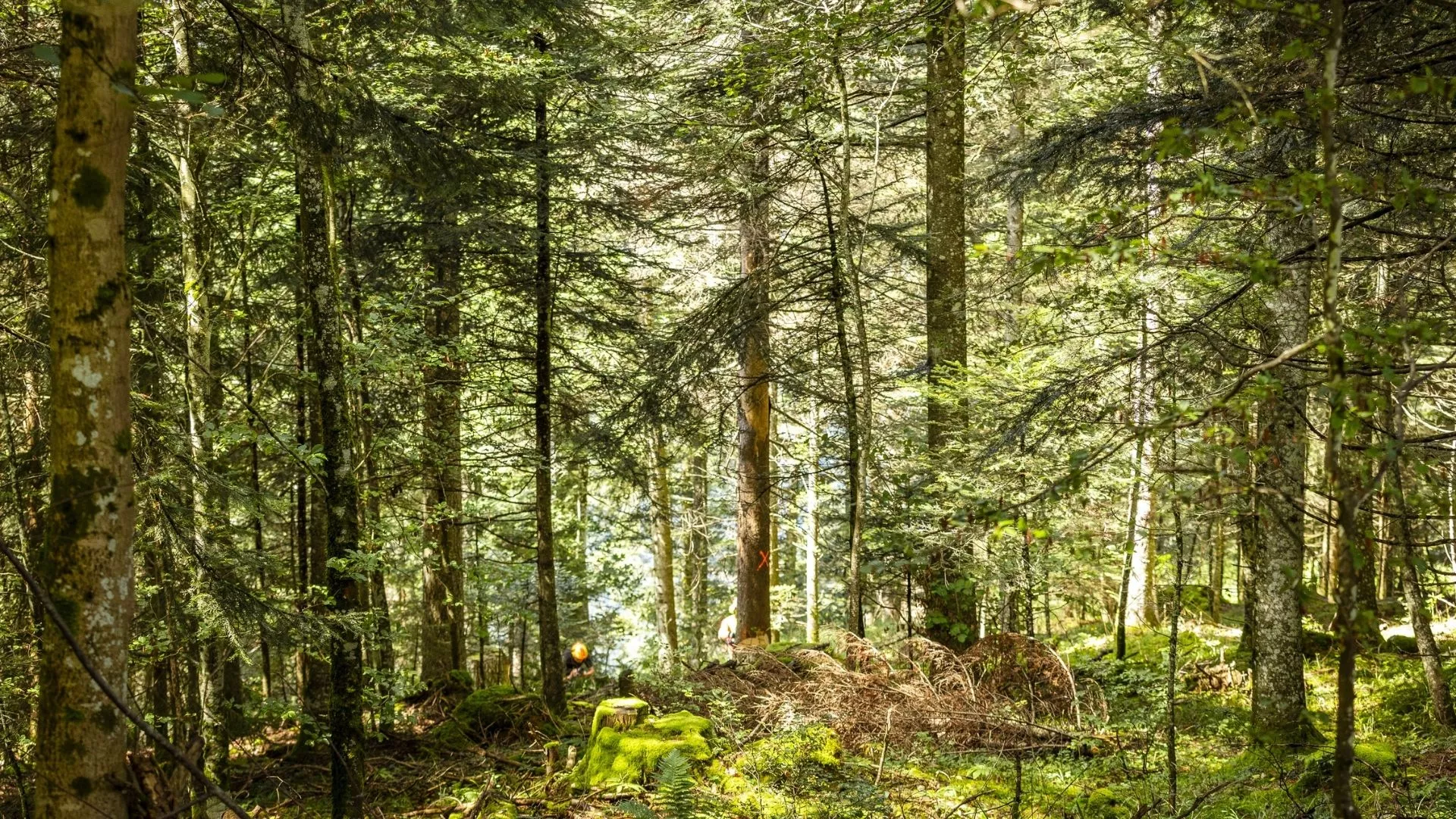 Forêt avec des arbres et une végétation dense éclairée par la lumière naturelle