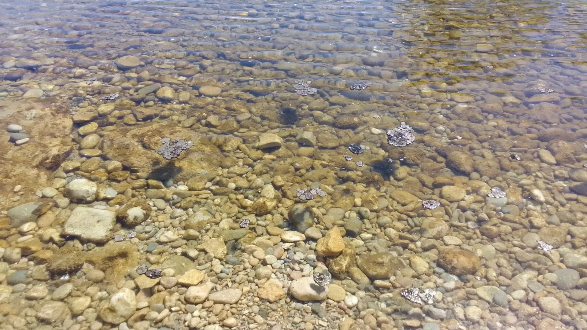Cyanobactéries flottant dans le lac