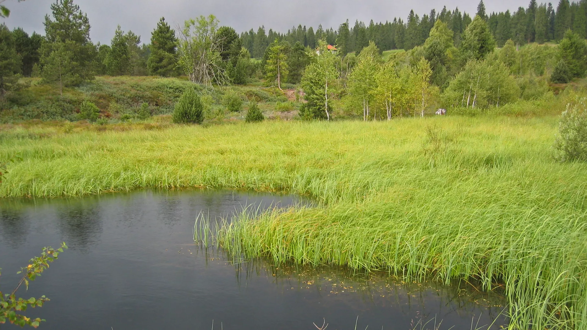 visuel d'un marais avec étang et forêt
