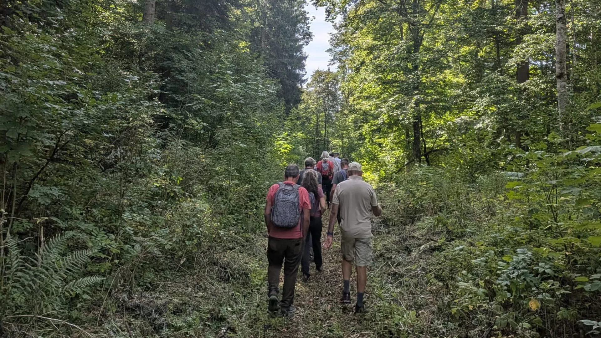 Des participants JEP cheminant sur un itinéraire historique dans les forêts du Pâquier