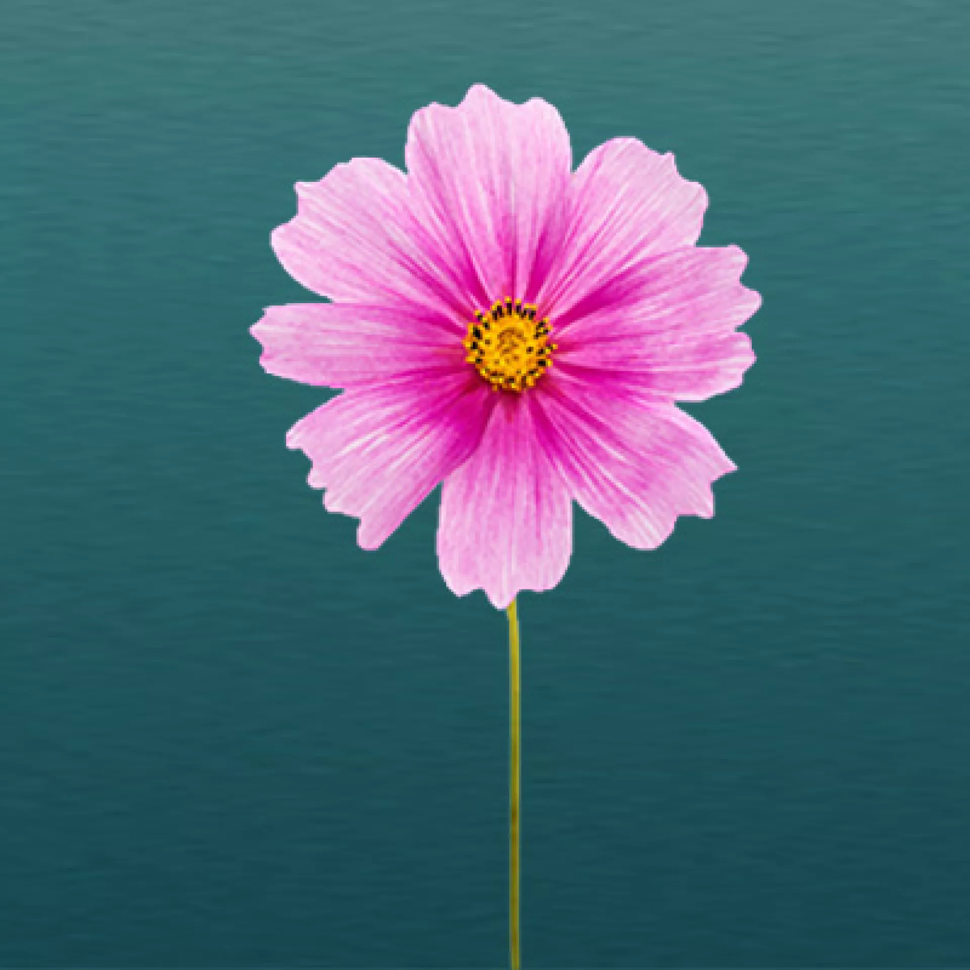 Cosmos fleur