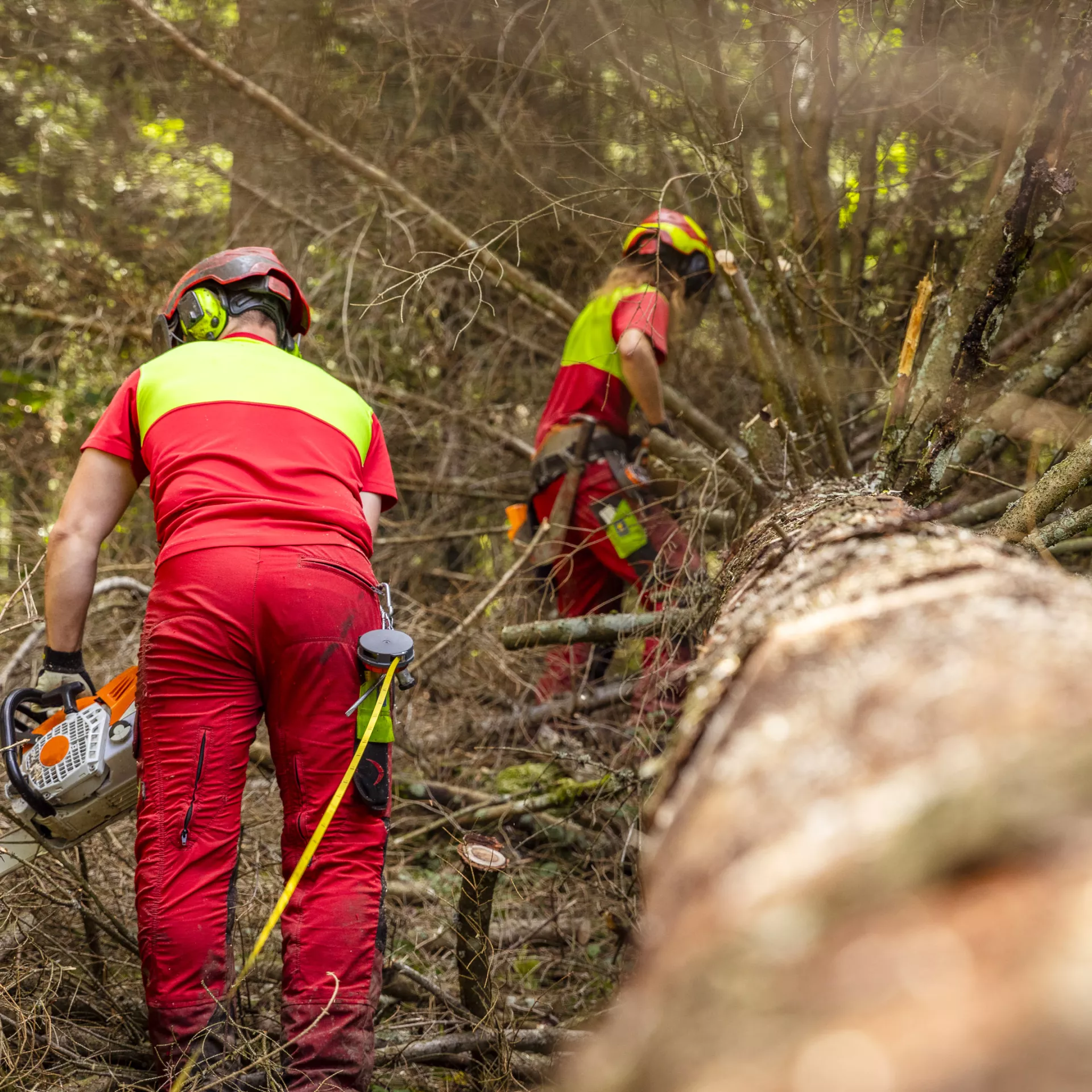Deux forestiers-bûcherons à distance de sécurité ébranchent à la tronçonneuse un sapin blanc fraîchement abattu, l'un à l'avant, l'autre à l'arrière.
